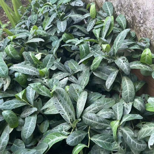 肇庆新鲜龙利叶，现摘现卖