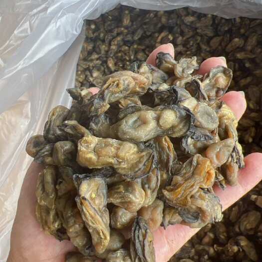 佛山生蚝干 干生蚝 豪仕 地摊电商 批发 牡蚝干湛江生蚝干蚝鼓
