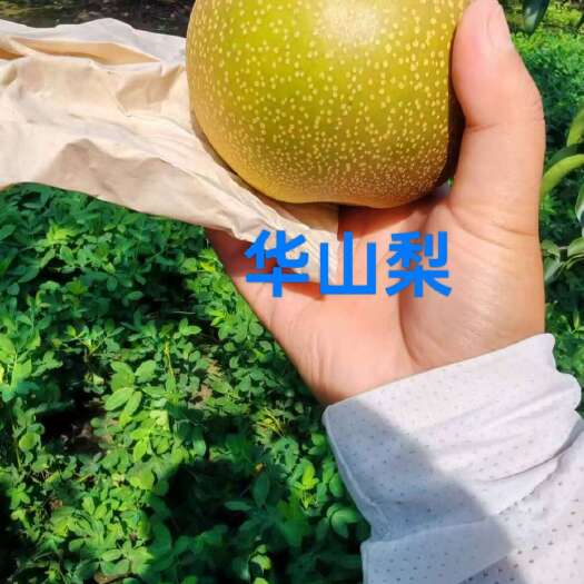 睢宁县华山梨肉质很脆，口感甘甜，品质很佳，果肉水分很充足，较耐贮藏