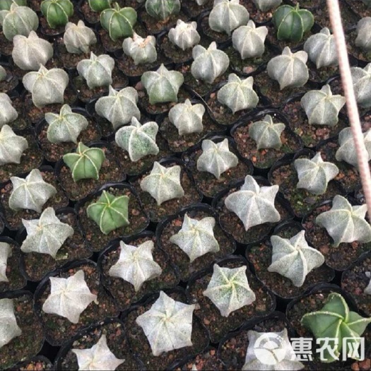 沭阳县各类多肉植物一键批发