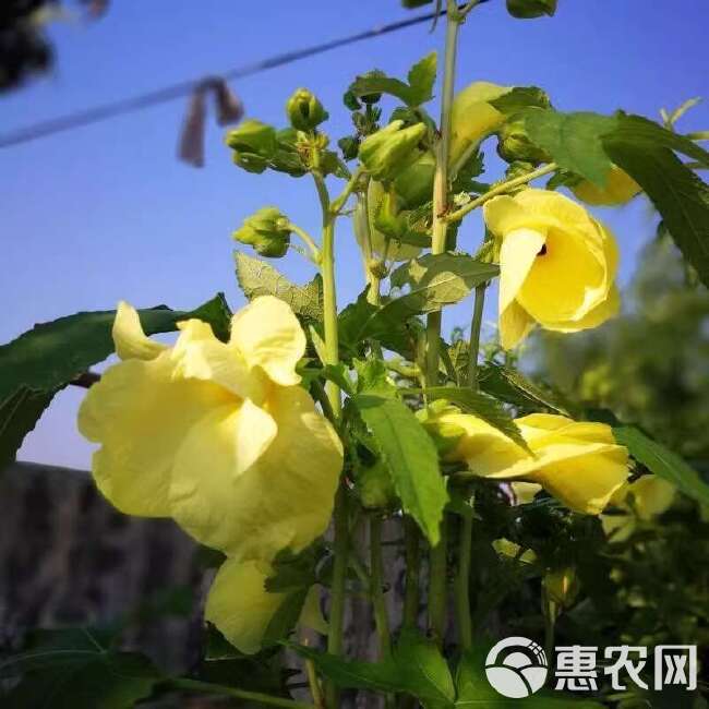 金花葵种子菜芙蓉野芙蓉观赏花卉耐热耐寒庭院花海盆景花草籽