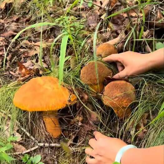 通化野生八里香蘑菇 皱盖牛肝菌