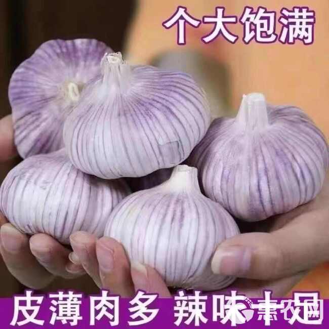 干果大蒜，紫皮，耐储存