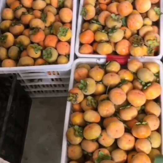 大荔县7月黄柿子