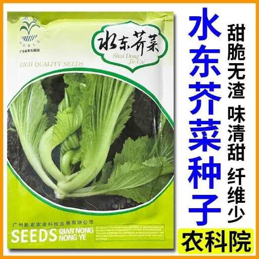 广州水东芥菜种子200克农普牌优质乾农芥菜种子广州市农科院水东甜