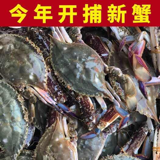 连云港梭子蟹