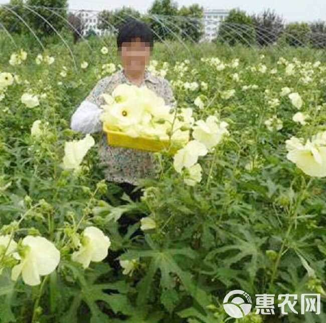 金花葵种子菜芙蓉野芙蓉观赏花卉耐热耐寒庭院花海盆景花草籽