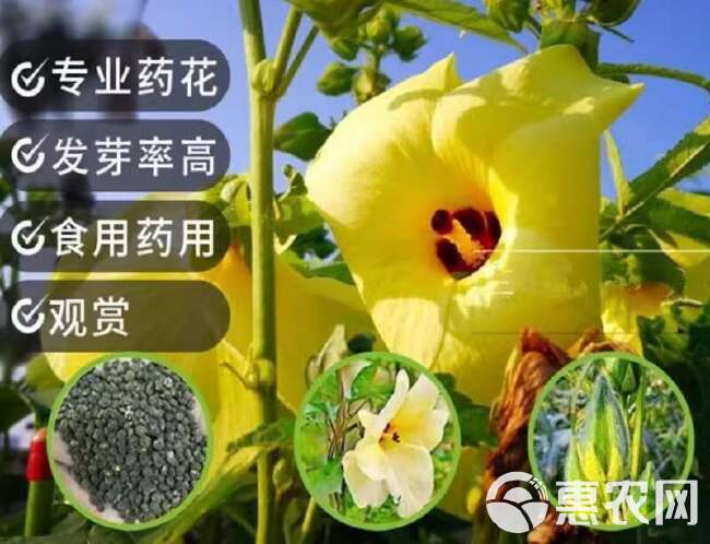 金花葵种子菜芙蓉野芙蓉观赏花卉耐热耐寒庭院花海盆景花草籽