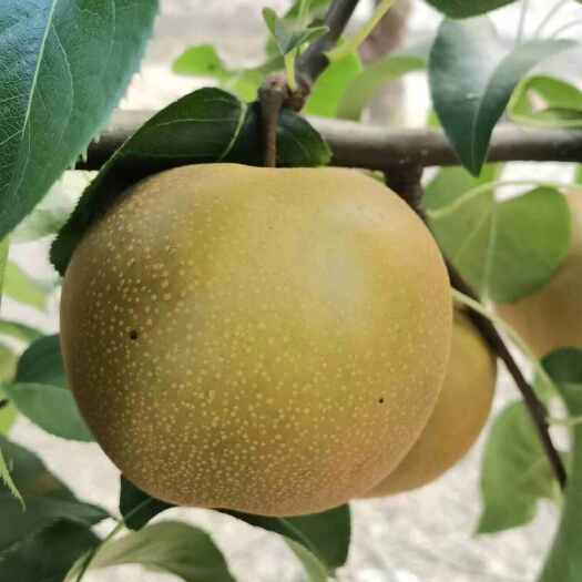 昆山市秋月梨