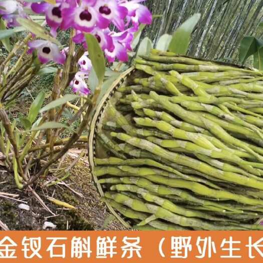 赤水市金钗石斛鲜条中药材不施肥不打药自然环境生长量大可小刀