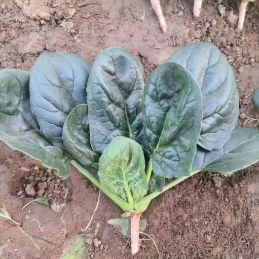 万帮墨地趴 精品趴地菠菜种子 秋冬种植
