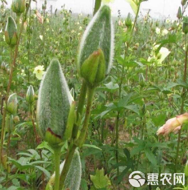 金花葵种子菜芙蓉野芙蓉观赏花卉耐热耐寒庭院花海盆景花草籽