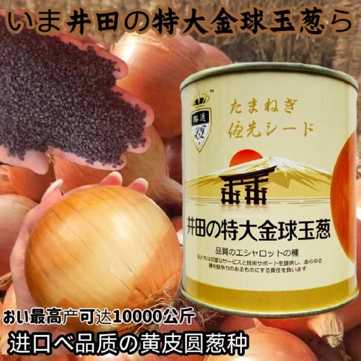 洋葱种子黄金玉黄皮洋葱种子 井田特大金球玉葱黄皮洋葱种子