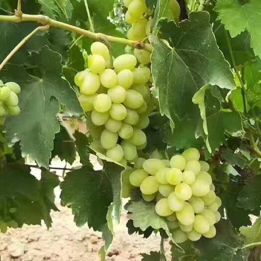 长沙维多利亚青提