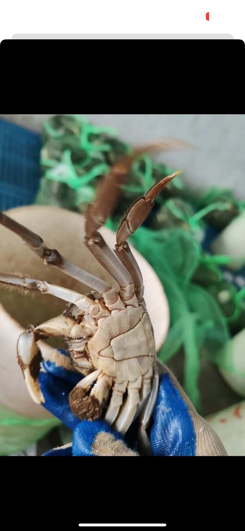 现货江苏六月黄大闸蟹,产地一手货源,一件代发