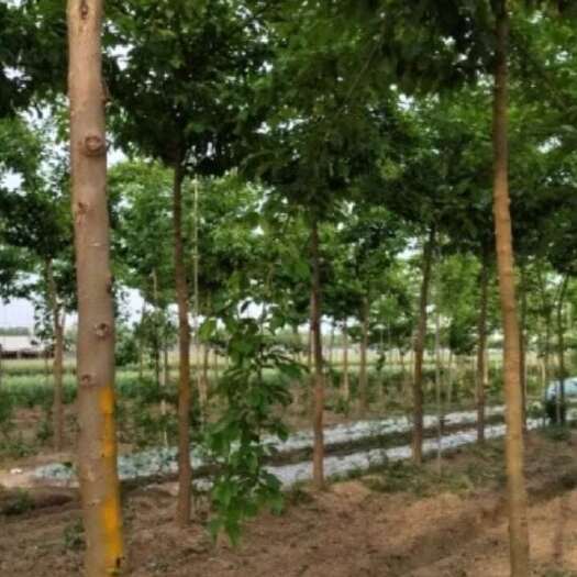 沛县高杆柘树（柞榛）直径10厘米左右 300棵