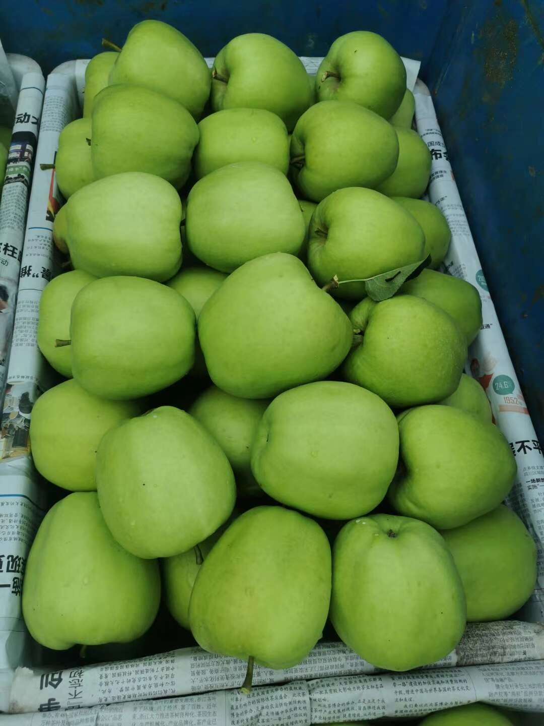 汉源县青苹果