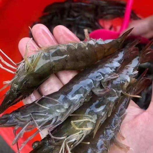 南美白对虾