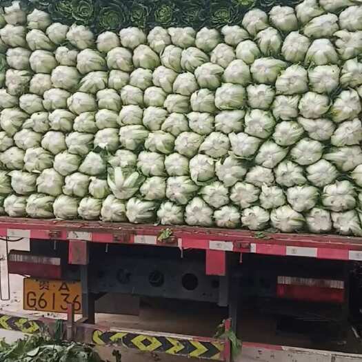 威宁县黄心大白菜