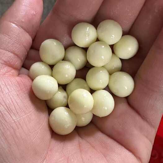 苏州2025 新鲜鸡头米 芡实 当天现釆现剥 人工剥制 机剥大量