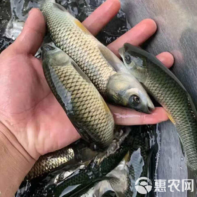 ￼ 场地直销 草鱼苗 草鱼水花 包邮 淡水养殖活体鱼苗批发