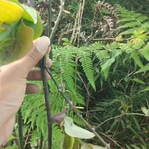 马边县金刚藤