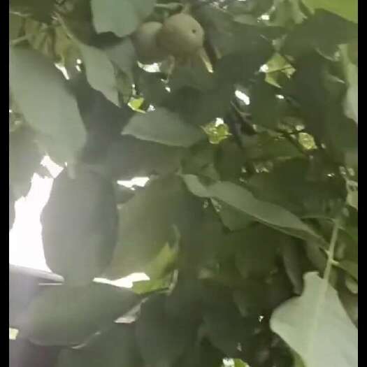 新密市青皮核桃