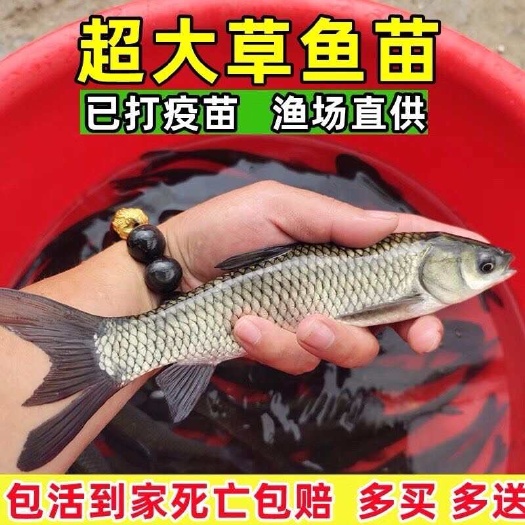 宿迁￼ 场地直销 草鱼苗 草鱼水花 包邮 淡水养殖活体鱼苗批发