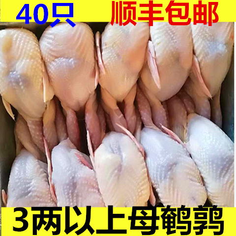 大鹌鹑 现杀鹌鹑放血去内脏 活体新鲜白条鹌鹑肉烧烤冷冻鹌鹑