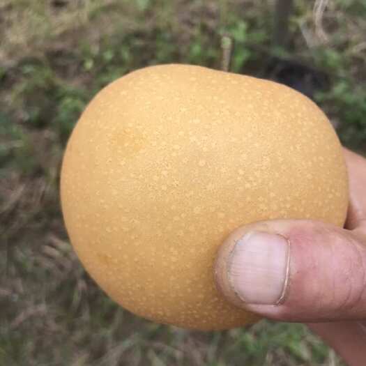 莘县秋月梨