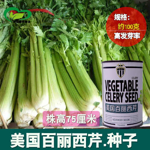 河间市大肉四季西芹种子农田菜园叶柄宽厚实心叶片翠绿脆嫩芹菜蔬菜籽