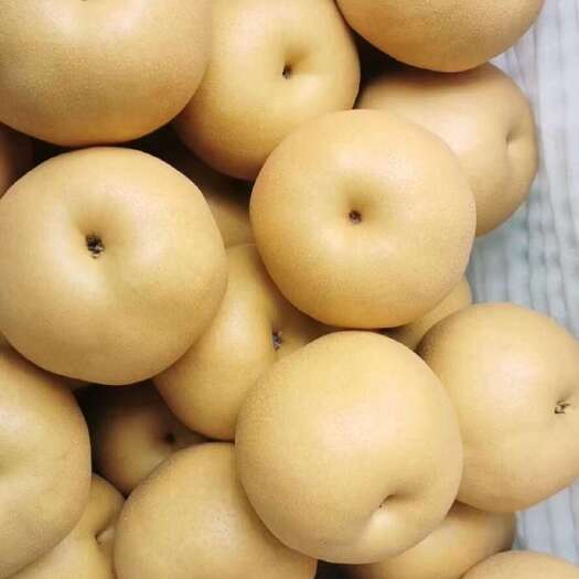 睢宁县江苏省丰水梨  万亩梨园  精品丰水梨