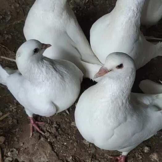 广州白鸽