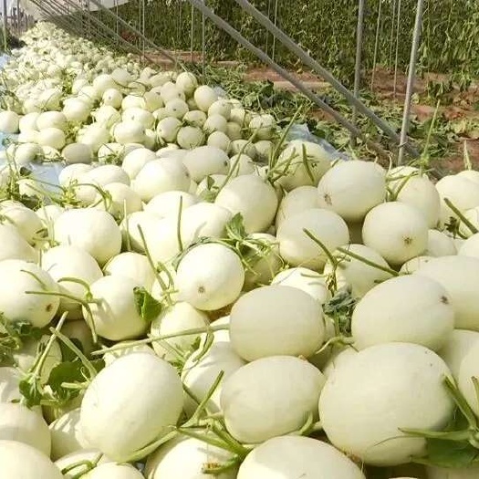 玉菇甜瓜甘肃种植基地玉门胜陇源蜜瓜万亩基地玉菇甜瓜哈密瓜代办