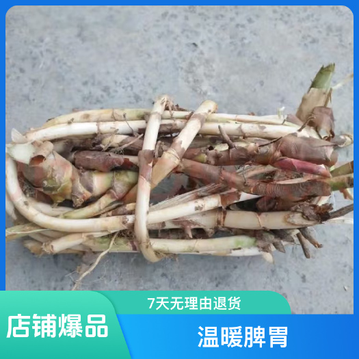 阳春市春砂仁仁根