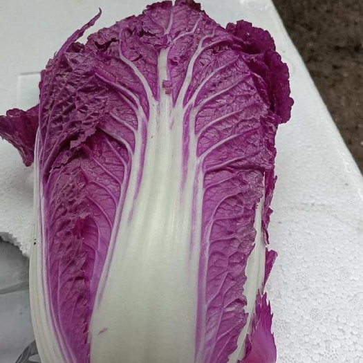 广州紫白菜