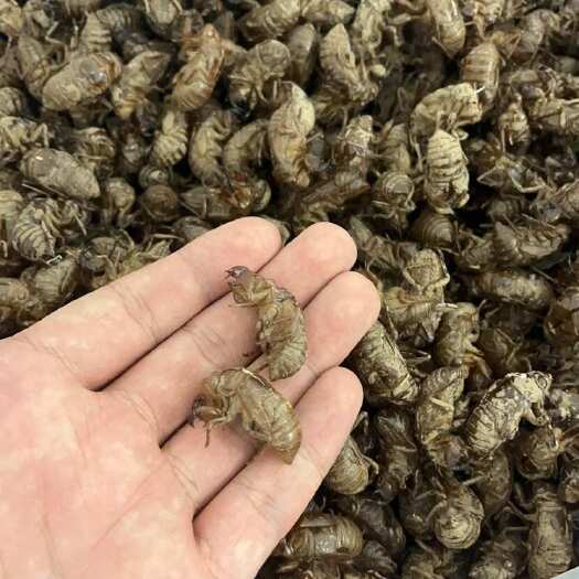 千阳县蝉蜕