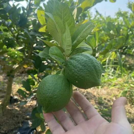 阳春市广东第一代香水柠檬，现摘现发，奶茶店