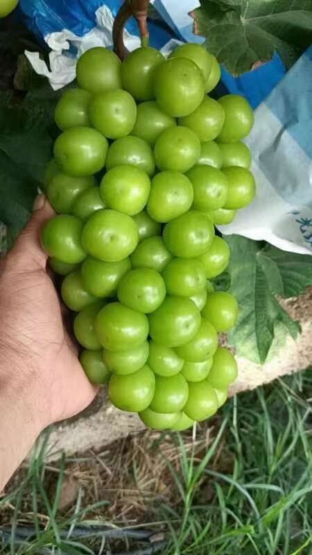 大荔县幼树初挂果阳光玫瑰葡萄一树光现货供应欢迎采购货源充足预购从速