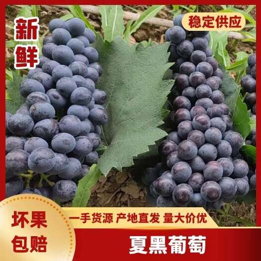 大荔县精品夏黑葡萄，欢迎各位老板现场看货