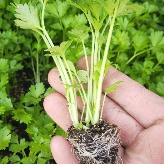 法国皇后芹菜苗