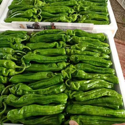 费县薄皮椒，芜湖椒【新优】皮薄，微辣，支持各种包装，代发全国