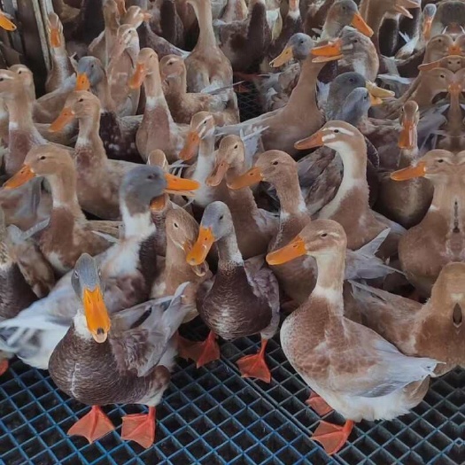 海口海南红鸭苗 青头鸭苗 麻鸭苗 金定鸭苗 绿壳蛋鸭苗