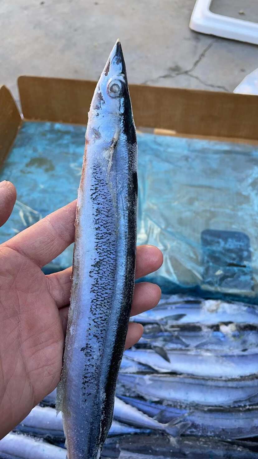 无冰衣秋刀鱼新鲜冷冻深海海鲜烧烤食材日式秋刀鱼烧烤食材