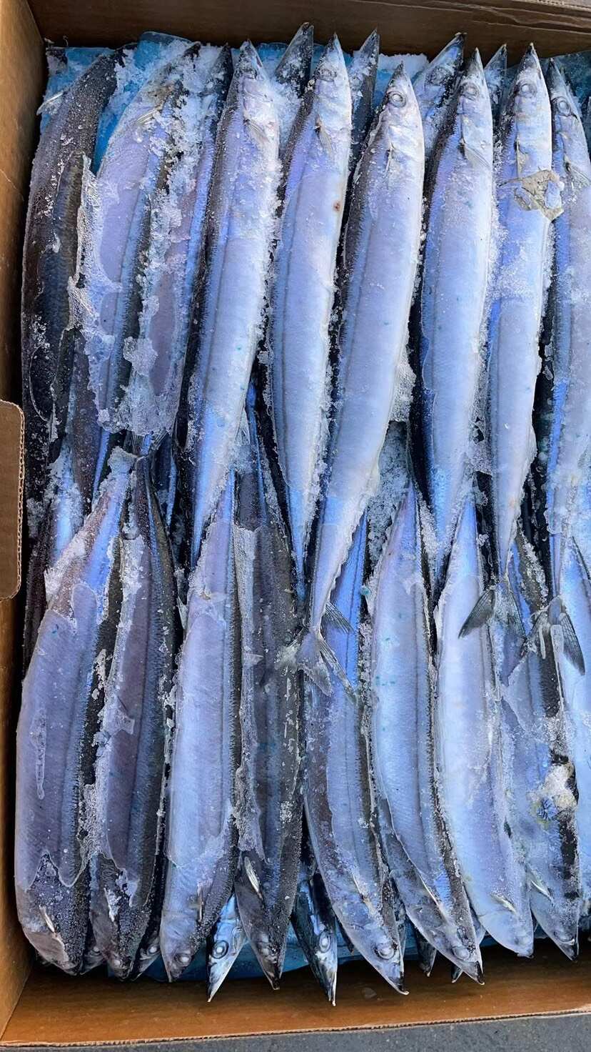 无冰衣秋刀鱼新鲜冷冻深海海鲜烧烤食材日式秋刀鱼烧烤食材