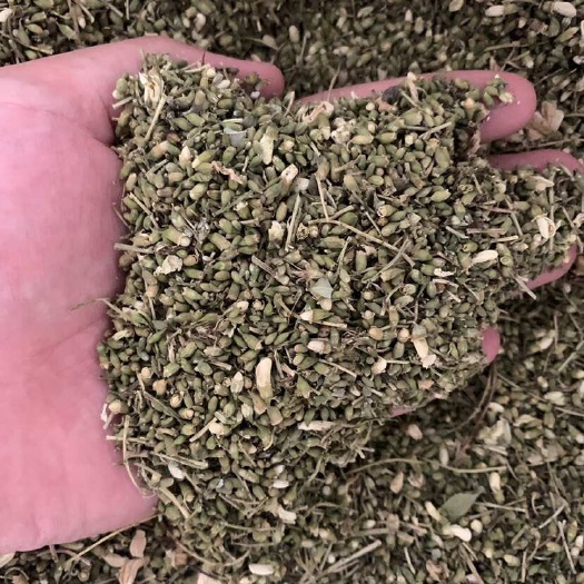 菏泽槐米