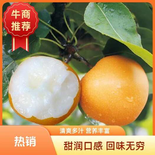 莱西市莱西秋月梨甘甜无渣支持一件代发落地配合作市场电商微商社区团购