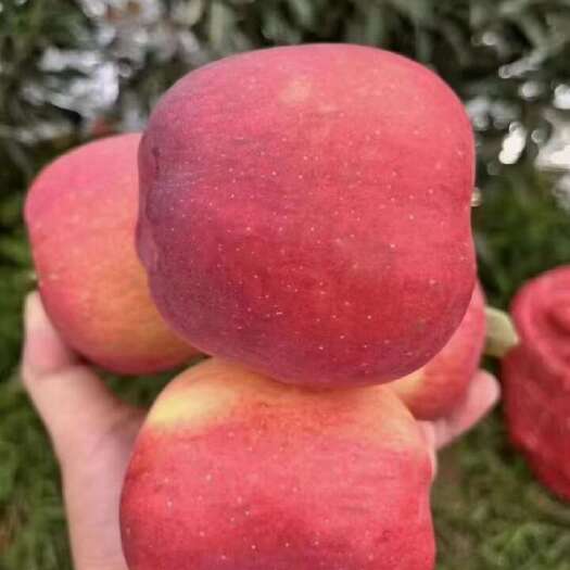 鲁甸县红露苹果