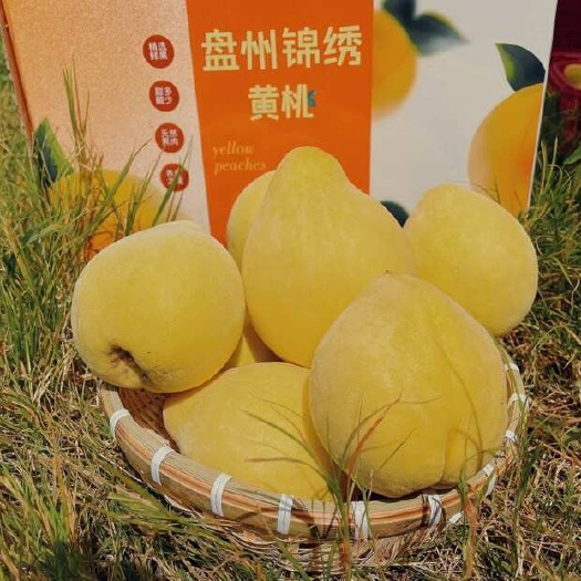 盘州市锦绣黄桃