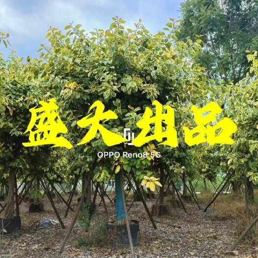 漳州福建漳州15-20富贵榕批发 花叶榕价格 全冠富贵榕种植基地